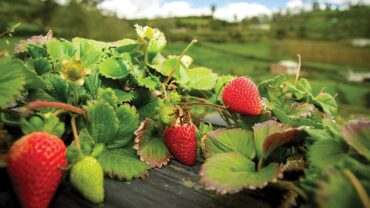 strawberries fields