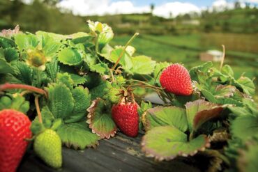 strawberries fields