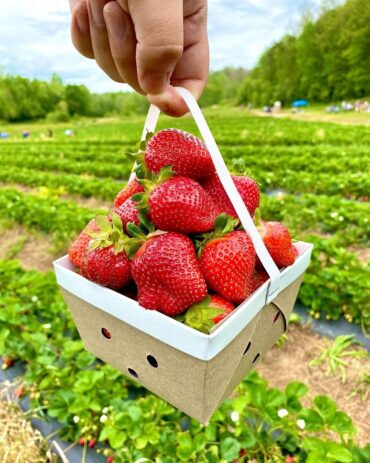 strawberries picking near me