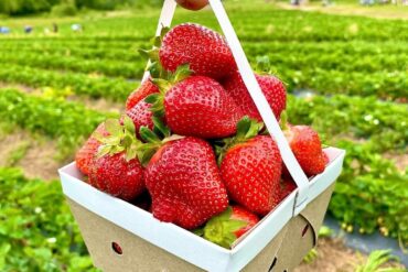 strawberries picking near me