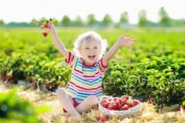 strawberry farm in brisbane