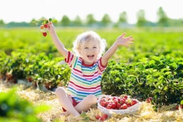 strawberry farm in brisbane