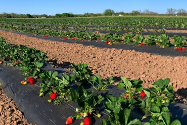 strawberry field