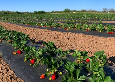 strawberry field