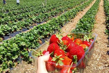 strawberry picking adelaide