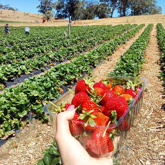 strawberry picking adelaide