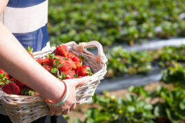 strawberry picking in adelaide