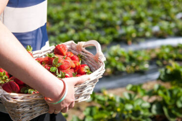 strawberry picking in adelaide