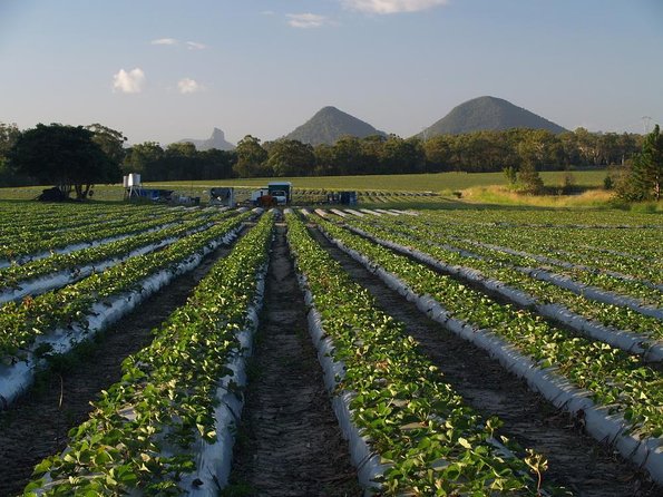 strawberry picking melbourne