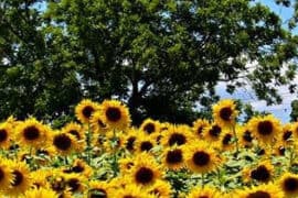 sunflower farm