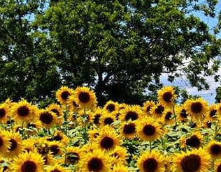 sunflower farm