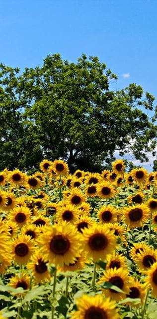 sunflower farm