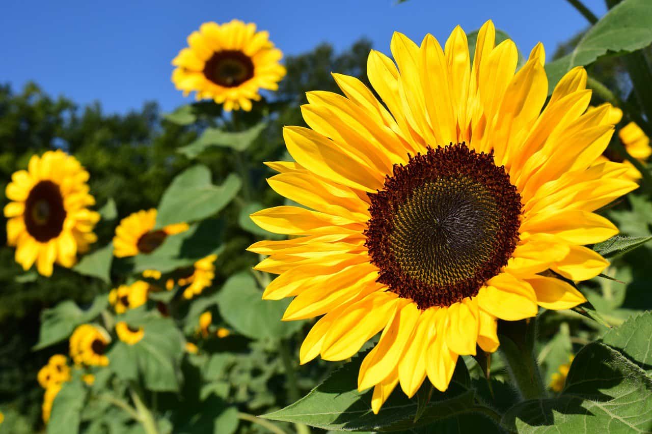 sunflower farm