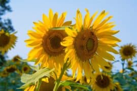 sunflower farms