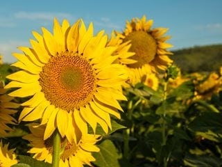 sunflowers