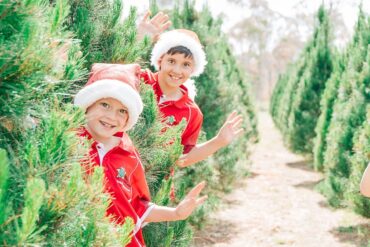 sydney christmas tree farm sydney