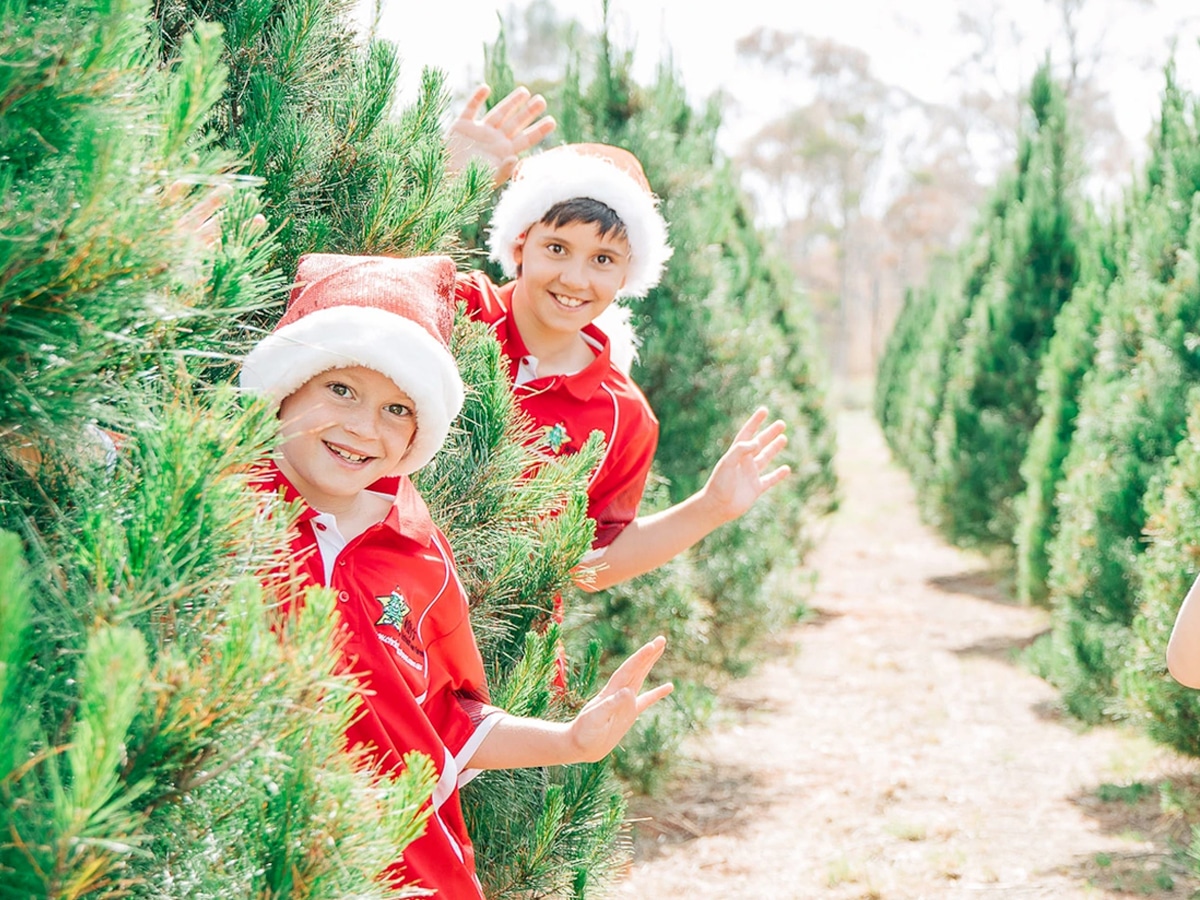 sydney christmas tree farm sydney