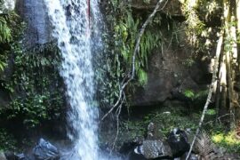 tamborine mountain