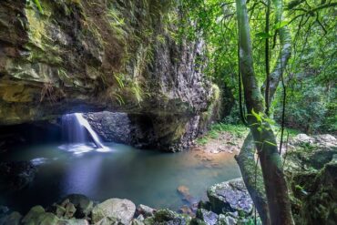 tamborine rainforest