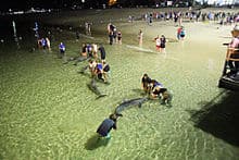 tangalooma island resort moreton island