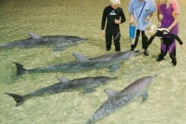 tangalooma wild dolphin resort moreton island