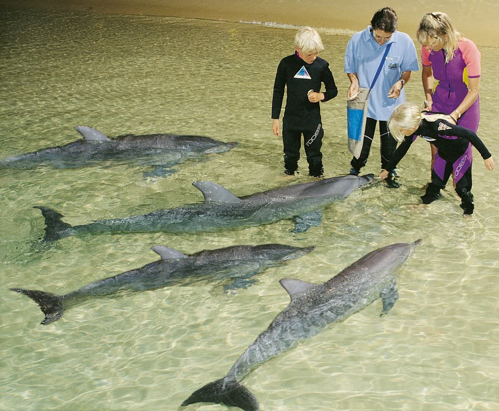 tangalooma wild dolphin resort moreton island