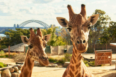 taronga zoo attractions