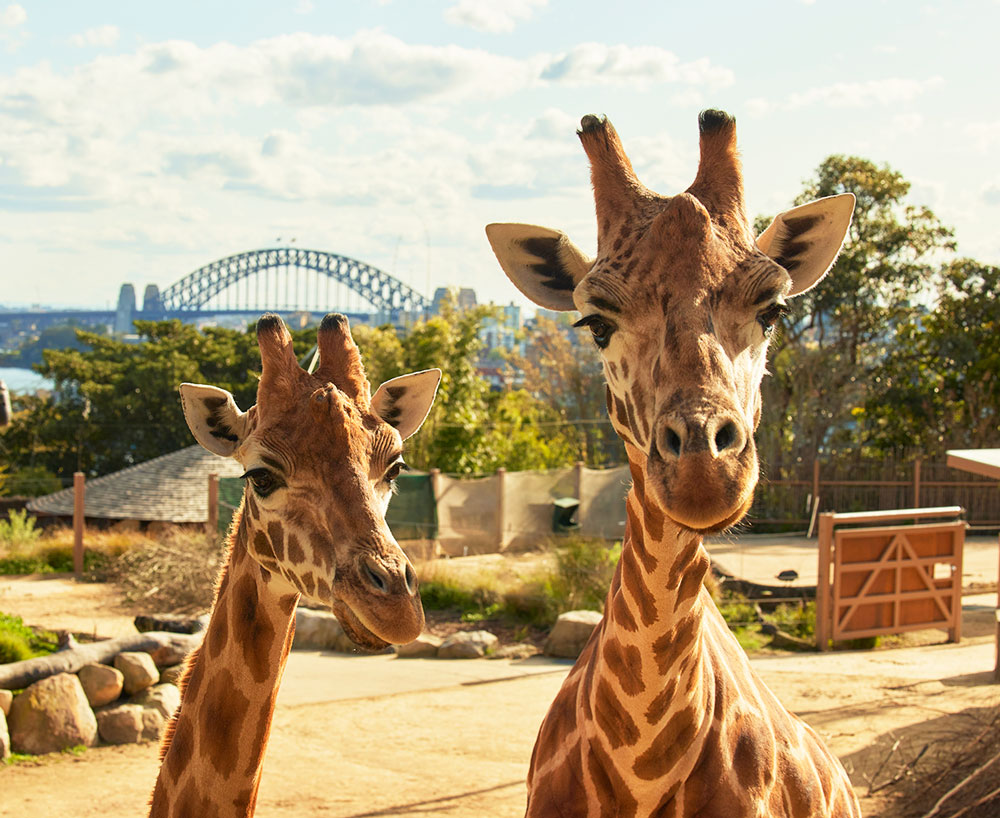 taronga zoo attractions