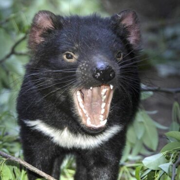 tasmania devils