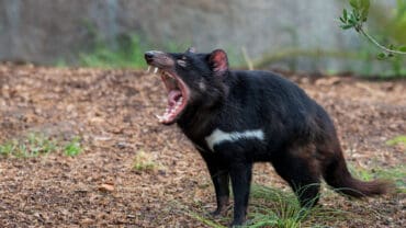 tasmanian devil animals