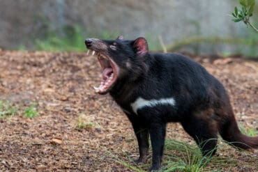 tasmanian devil animals