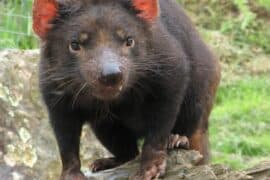 tasmanian devil in tasmania