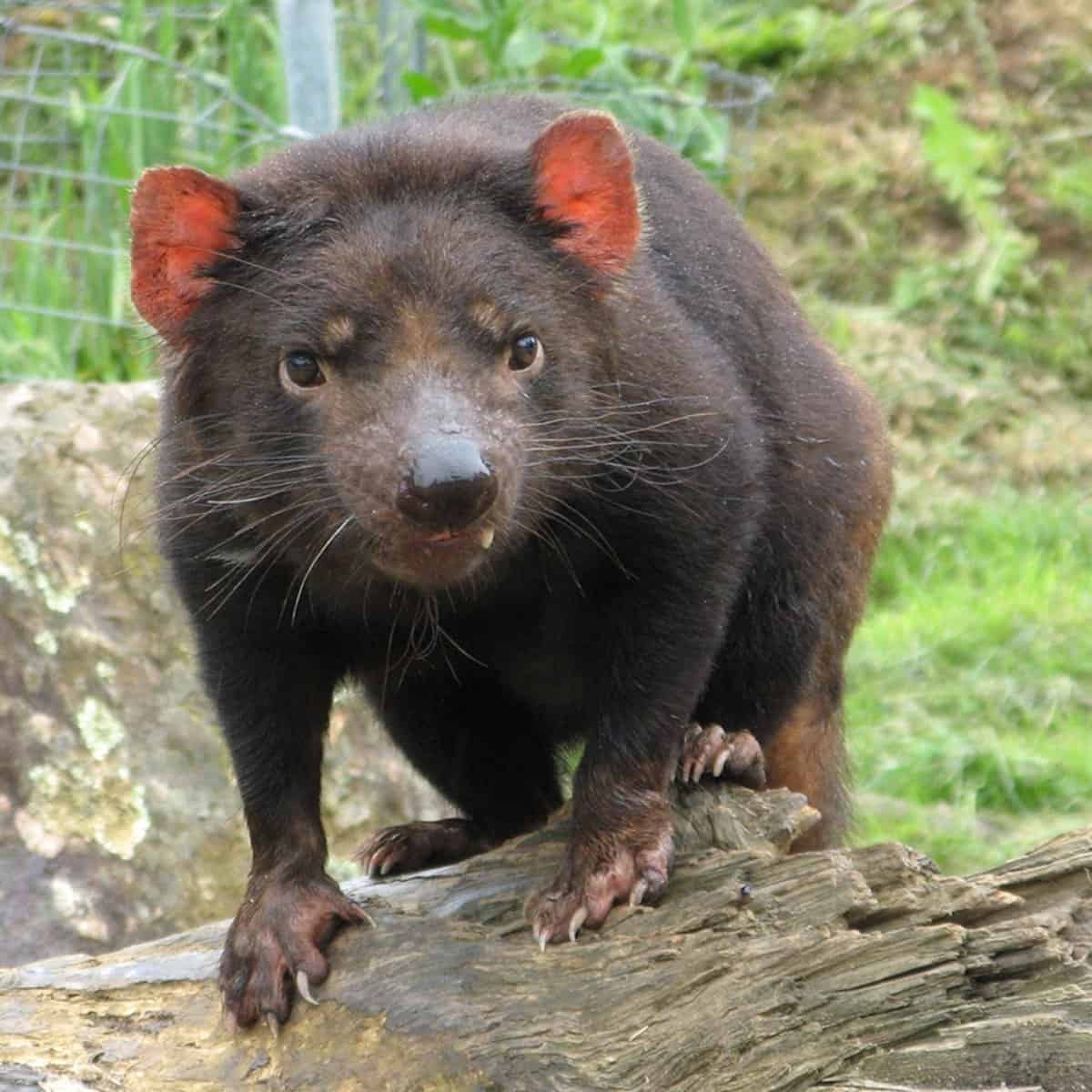 tasmanian devil in tasmania