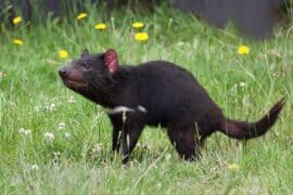 tasmanian devil tas