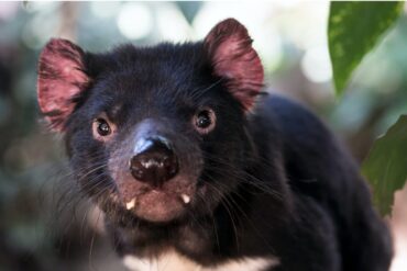 tasmanian devil tasmania