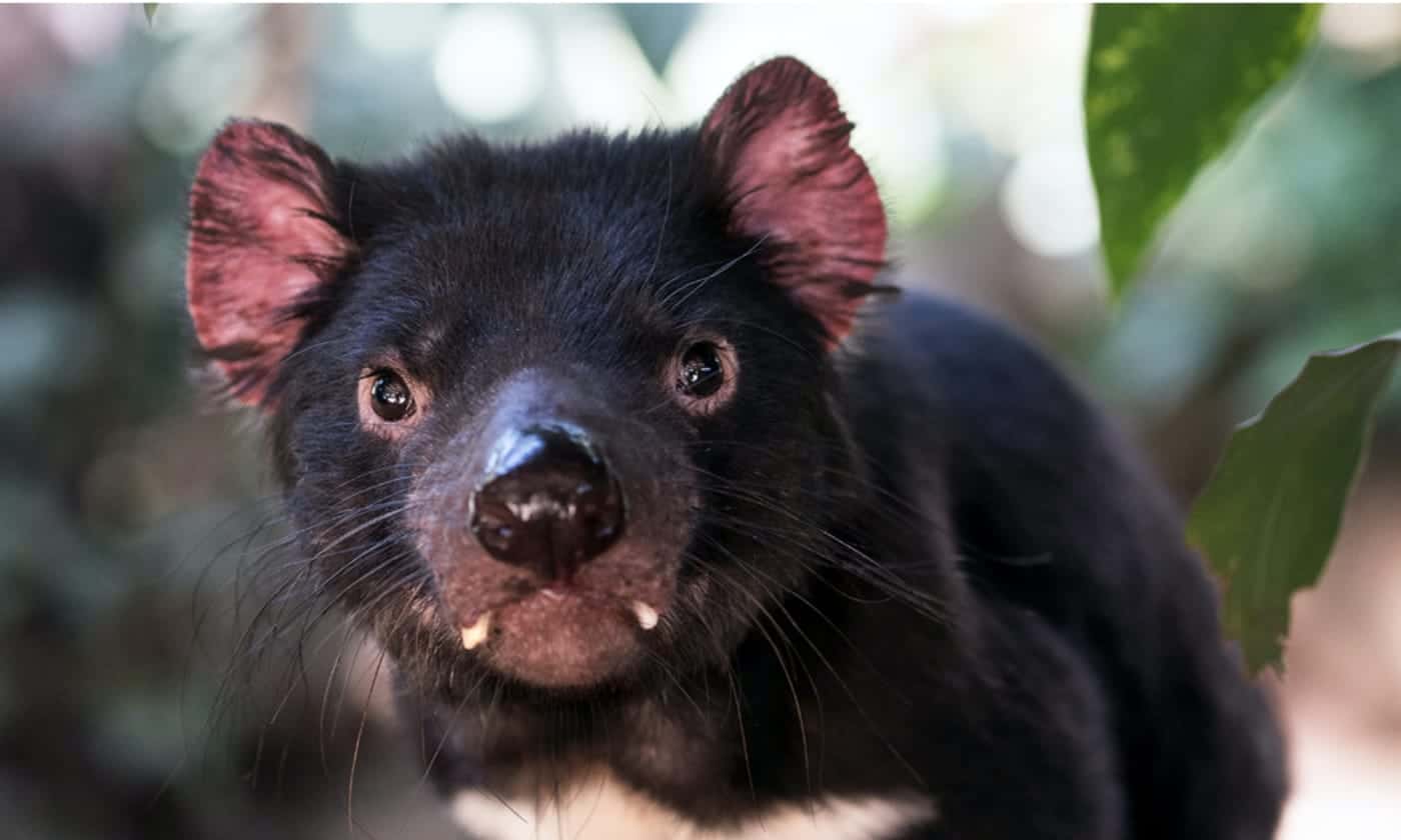 tasmanian devil tasmania