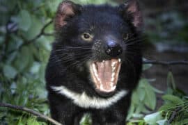 tasmanian devils tasmania