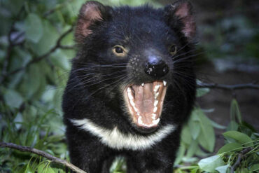 tasmanian devils tasmania