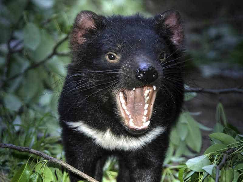 tasmanian devils tasmania