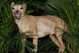 tasmanian tiger