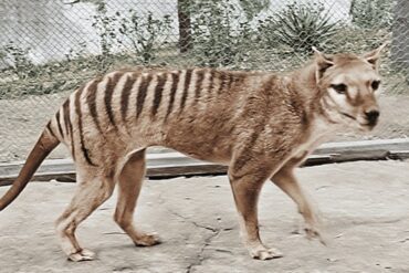 tasmanian tiger australia