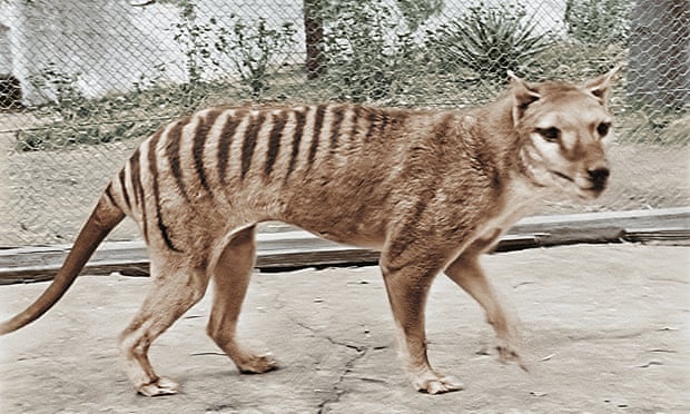 tasmanian tiger australia