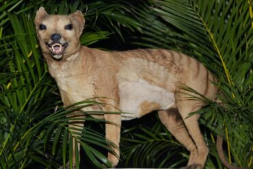 tasmanian tiger in australia