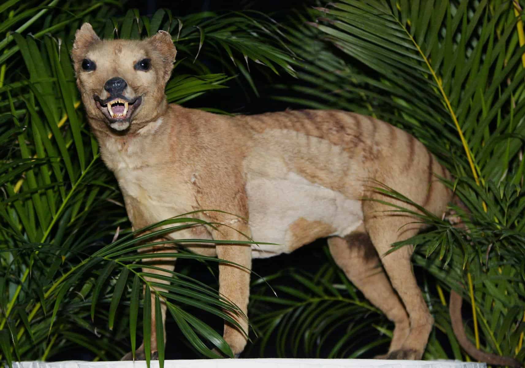 tasmanian tiger in australia