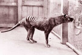 tasmanian tigers