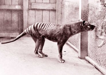 tasmanian tigers