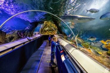 things to do in auckland for families