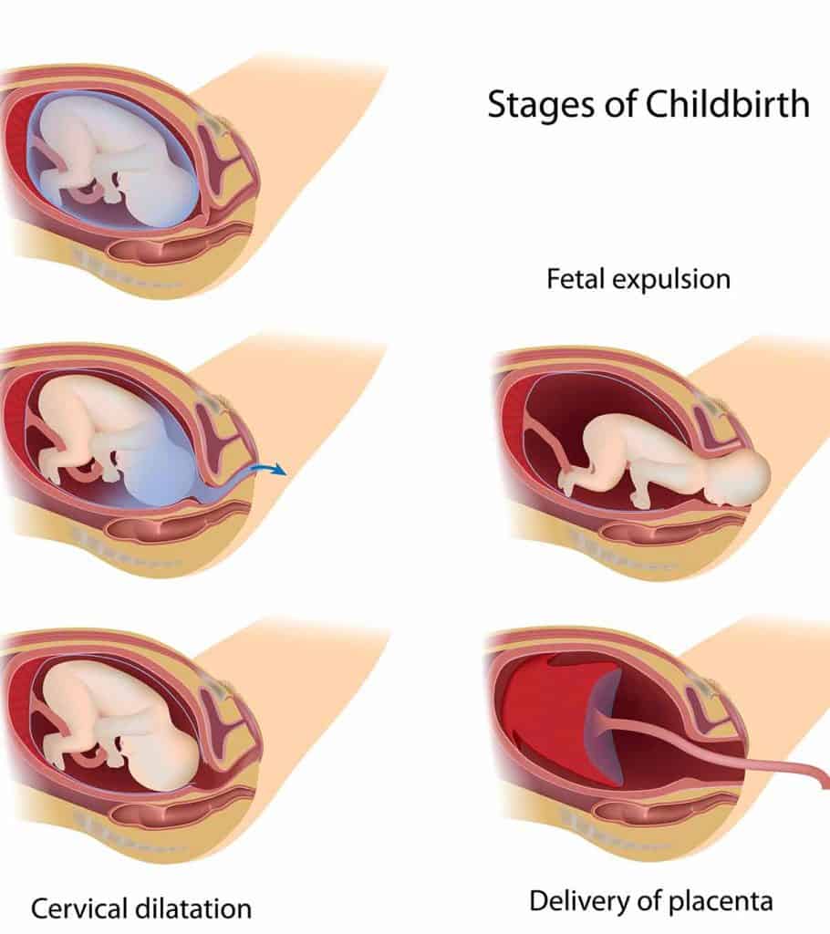 three stages of labor