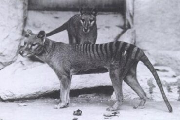 thylacine