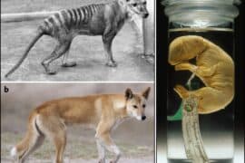 thylacine tasmanian tiger